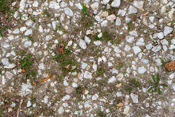 Small grass growing between pebbles on public path