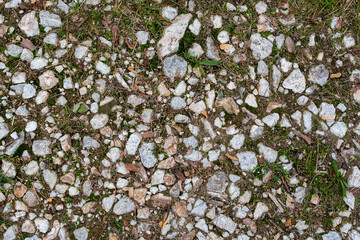 Small grass growing between pebbles on public path