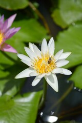 white lotus flower in nature garden