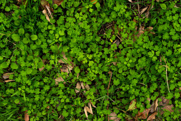 Autumn leaves fallen on green grass field texture