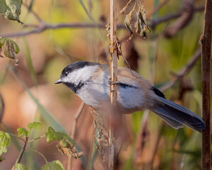 chickadee hunting