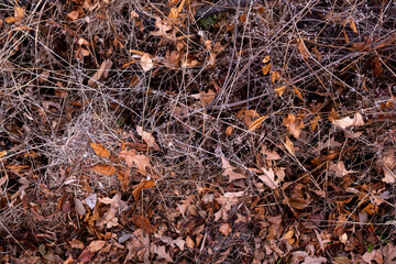Autumn small branches and fallen leaves in forest at sunny weather with sharp focus and strong bokeh depth of field nature detail