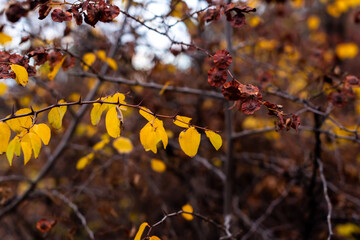 Autumn small branches and fallen leaves in forest at sunny weather with sharp focus and strong bokeh depth of field nature detail