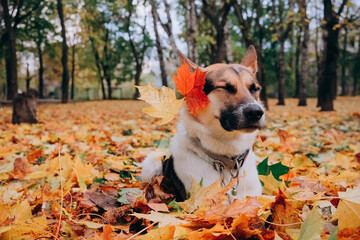 dog that looks like a Sheepdog is lying in autumn leaves. concept of animal training.