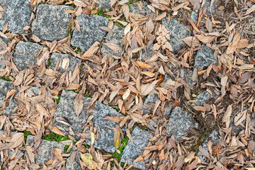 Pathway in peaceful nature park old pavement road covered in grass and fallen autumn dry leaves