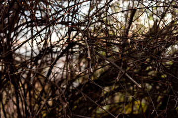 Autumn small branches and fallen leaves in forest at sunny weather with sharp focus and strong bokeh depth of field nature detail