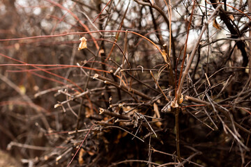 Autumn small branches and fallen leaves in forest at sunny weather with sharp focus and strong bokeh depth of field nature detail