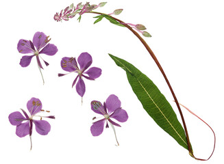 Pressed and dried delicate purple flowers fireweed or willow-herb (epilobium), isolated on white...