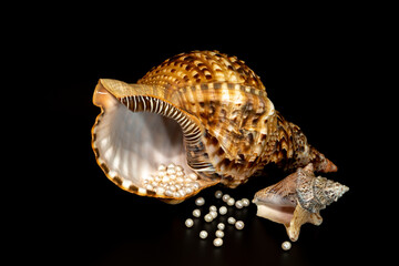 pearl beads lie in a seashell shell, close up photo