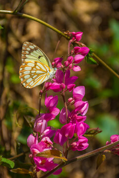 African Caper White Butterfly