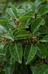 ネズミモチの木