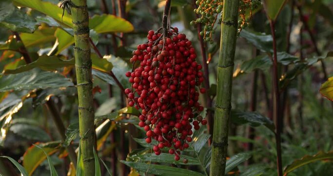 Ripe red fruits of a palm tree hanging in a rainforest in Colombia