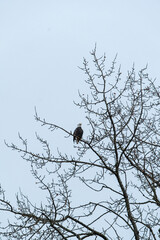 one bald eagle resting on the top branches of a leafless tree in the park on an overcast day 