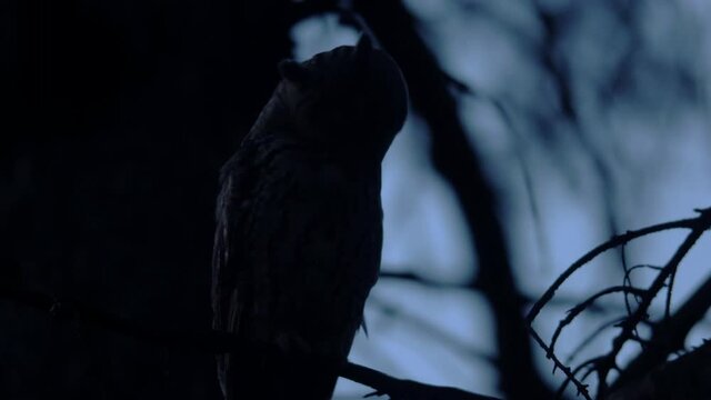 Close up feather care of long eared owl (Asio otus) sitting on dense branch deep in crown. Wildlife tranquil portrait footage of bird in natural habitat background during twilight.