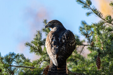 one beautiful hawk resting on the branch of dense needles covered pine tree on a sunny day in the park