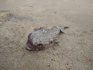 Dead puffer fish on the sea shore