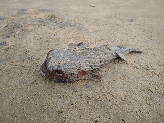 Dead puffer fish on the sea shore