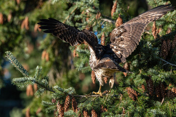 the moment a beautiful hawk just landed on the dense green needles filled pine tree branch