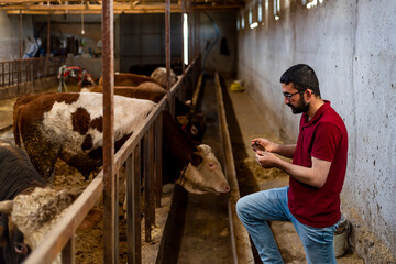 Smart Agritech livestock farming. Young farmer using a smart phone and statistics wireless on a smart phone app in a modern barn. Reading a dairy cows data ear tag