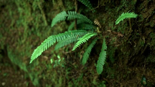 Fern plant growing in the forest -close up orbit