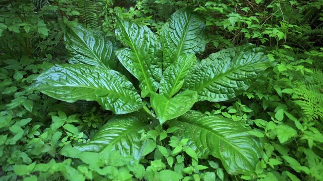 Single Plant Of Skunk Cabbage With Lush Green Leaves In Forest Of Oregon. - close up