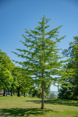 Ginkgo Biloba tree portrait