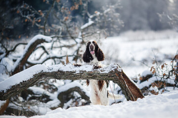 Fototapeta premium dog in the winter in the snow. Springer Spaniel Runs, plays in nature, outdoors