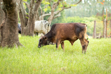 boi pastando na fazenda