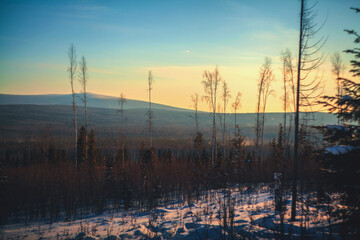 Fototapeta na wymiar Forestry industry, logging. Snowy tree branches in forest. Hoarfrost. Russia. Urals winter landscape