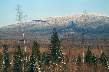 Forestry industry, logging. Snowy tree branches in forest. Hoarfrost. Russia. Urals winter landscape - 398162940
