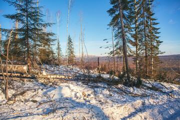 Forestry industry, logging. Snowy tree branches in forest. Hoarfrost. Russia. Urals winter landscape - 398162976