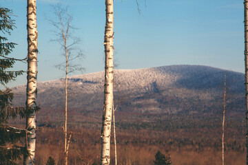 Forestry industry, logging. Snowy tree branches in forest. Hoarfrost. Russia. Urals winter landscape - 398163113