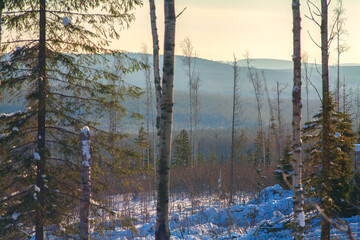 Forestry industry, logging. Snowy tree branches in forest. Hoarfrost. Russia. Urals winter landscape - 398163157