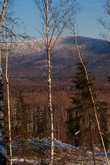 Forestry industry, logging. Snowy tree branches in forest. Hoarfrost. Russia. Urals winter landscape - 398163181