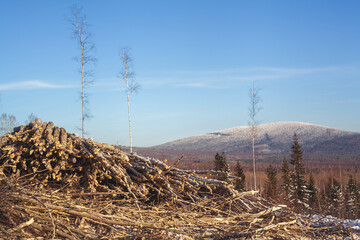 Forestry industry, logging. Snowy tree branches in forest. Hoarfrost. Russia. Urals winter landscape - 398163368