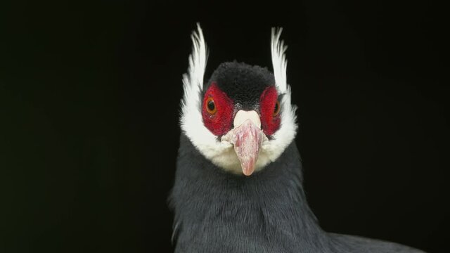 Portrait of Brown eared pheasant (Crossoptilon Phasianidae), 4k