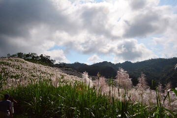 Fototapeta premium Stormy Cloudy Sugar Cane Plantation at Nanggulan Yogyakarta 
