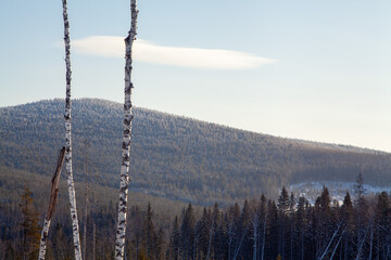 Forestry industry, logging. Snowy tree branches in forest. Hoarfrost. Russia. Urals winter landscape - 398163712