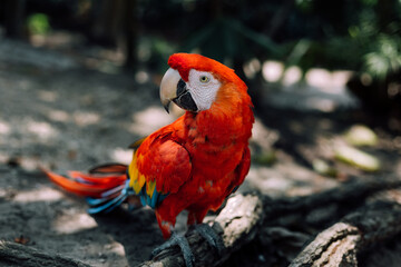 Red hybrid Macaw. colombian macaw
