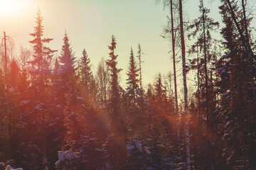 Forestry industry, logging. Snowy tree branches in forest. Hoarfrost. Russia. Urals winter landscape - 398163928