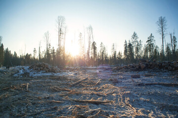 Forestry industry, logging. Snowy tree branches in forest. Hoarfrost. Russia. Urals winter landscape - 398164100