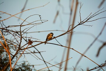 Chickadee On A Perch