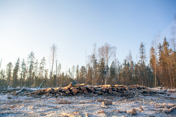 Forestry industry, logging. Snowy tree branches in forest. Hoarfrost. Russia. Urals winter landscape - 398164128