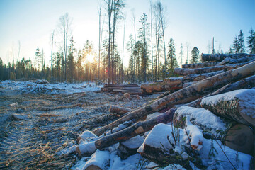Forestry industry, logging. Snowy tree branches in forest. Hoarfrost. Russia. Urals winter landscape - 398164154