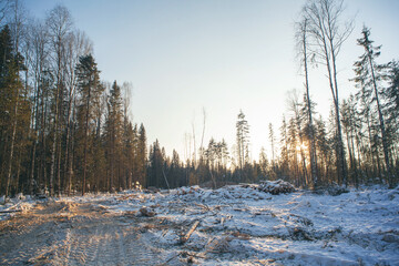 Forestry industry, logging. Snowy tree branches in forest. Hoarfrost. Russia. Urals winter landscape