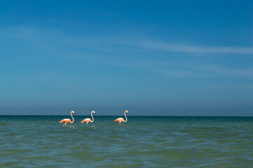 Fototapeta na wymiar Trio de Flamencos en el mar