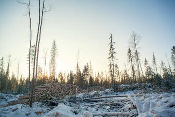 Forestry industry, logging. Snowy tree branches in forest. Hoarfrost. Russia. Urals winter landscape - 398164315
