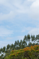 wallpaper de paisagem com árvores e céu azul