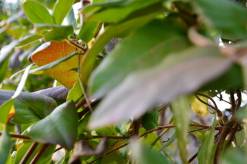rain forest