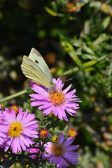 A light green butterfly on a pink flower. Macro